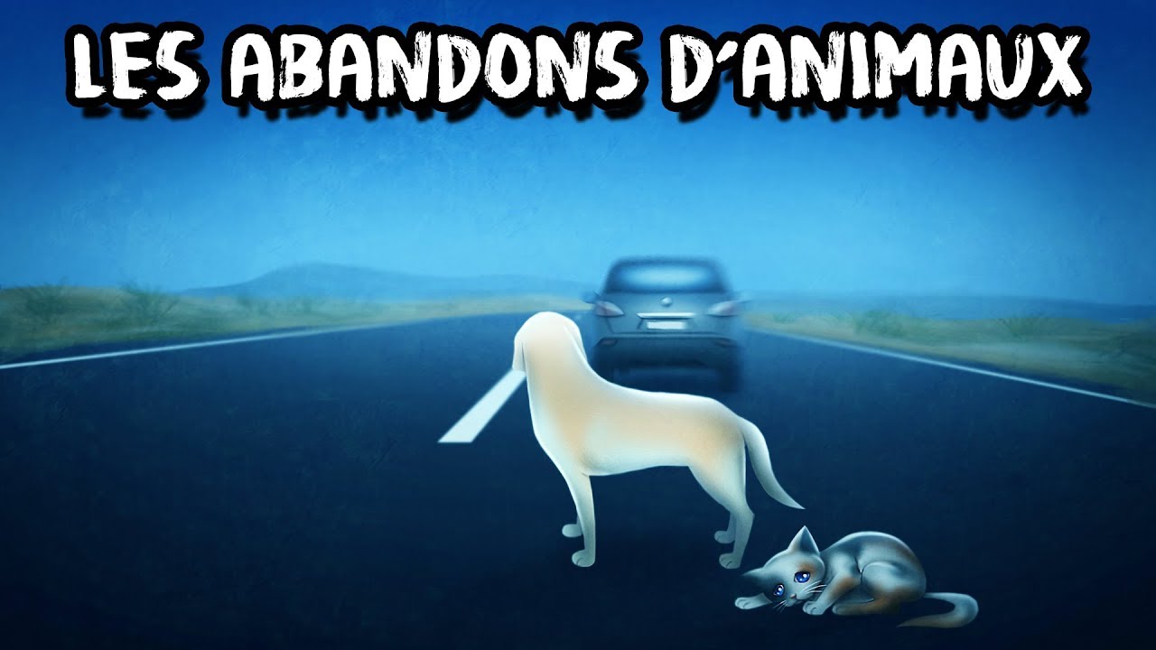 #LMPC11 : Le fléau des abandons d’animaux