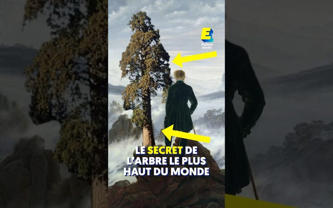 Le secret de l’arbre le plus haut du monde ! 🌳 #shorts