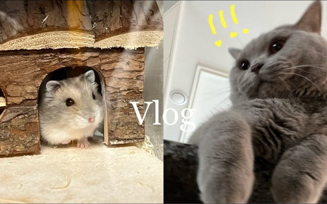 e_seoa – 「SEOA」 동물편. 🐹🐰🐱 새로운 가족. 동물들과 나의 일상. 그리고 장비병 & 언박싱 💸ㅣVLOG