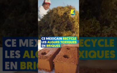 Ce Mexicain recycle les algues toxiques en briques ! 🇧🇷🧱 #shorts